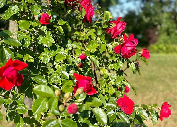 Reetdachhaus, Sauna, E-bikes, 6 Personen Ferienhaus