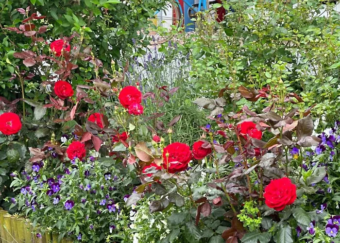 Ferienhaus Reetdachhaus, Sauna, E-bikes, 6 Personen *